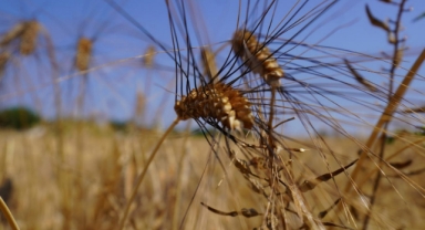 Karakılçık buğdayından Ata ekmeğine!