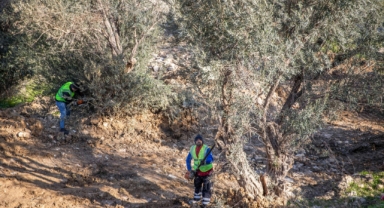 Buca Onat Tüneli'nin güzergâhındaki ağaçlar koruma altında