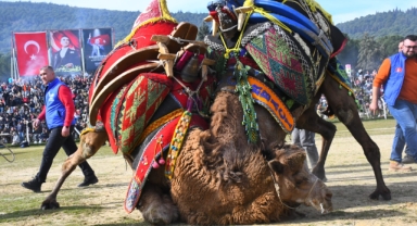 Cemil Tugay da katıldı… Torbalı’da Deve Güreşi Festivali gerçekleşti