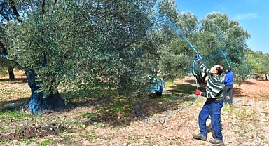 İzmir'de zeytinde hastalık bitti verim arttı