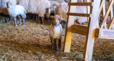 Kaçeli koyunlarının ilk yavruları Olivelo'da gözlerini açtı