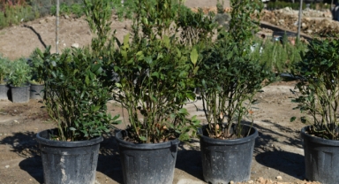 Narlıdere Metrosu çiçek açıyor