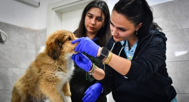 Seyrek Sahipsiz Hayvan Hastanesi can dostlara yaşam veriyor