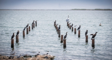 Başkan Soyer'den müjde: Flamingo Doğa Parkı'nda yüzde 80'lere gelindi!