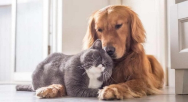 CHP’li Çiçek’ten can dostlara özel projeler