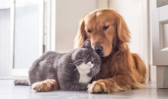 CHP’li Çiçek’ten can dostlara özel projeler