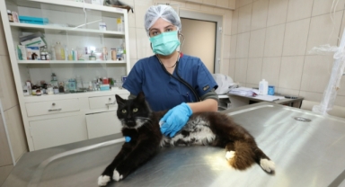 Gaziemir’de veteriner işlerine “dört dörtlük” karne! 