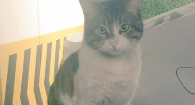 İbrahim Keloğlan için verilen gerekçeli karar açıklandı 