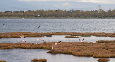 İnciraltı’nda bataklık tehlikesi: “Ekosistemimiz bozulacak” 