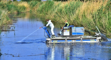 İzmir'de sivrisinek ve haşere ile mücadele 12 ay sürüyor