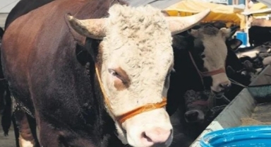 Kurbanlık fiyatları belli oldu