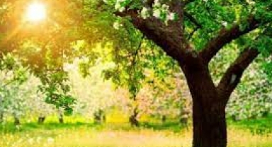 Meteoroloji açıkladı: Yurt genelinde bahar havası