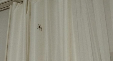 Öğrenciler isyan etti! KYK yurdunda böcek istilası 