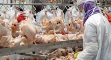 Tavuk eti ihracat sınırlamasına EİB'den uyarı