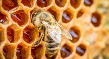 Toroslar'da hasat başladı: Fiyatı da faydası da altın değerinde 