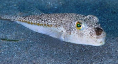 Usul ve esaslar belli oldu: Ege’de balon balığı avı! 