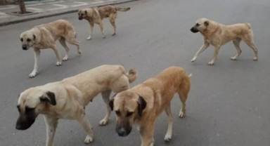 AK Parti'nin sokak hayvanlarına yönelik kanun teklifi tepki çekti 