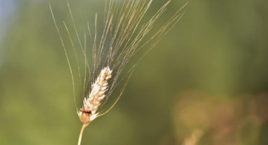 Atalık tohumlar Bornova’da yaşatılıyor