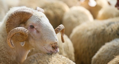 Bakan Yumaklı'dan 'kurbanlık fiyatları' açıklaması 