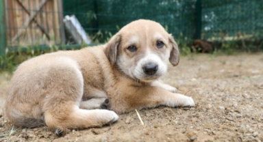 Buca Belediyesi, patili dostlar için harekete geçti: “Yasayı bekleme sahiplen” 