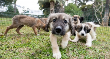 Tugay sözünü tuttu: Büyükşehir'den can dostlar için büyük adım