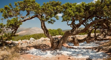 Çeşme damla sakızı için onay çıktı: Tescil belgesi ile koruma altına alındı! 