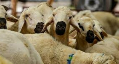 Diyanet'ten Kurban Tebliği: Cezalar belli oldu