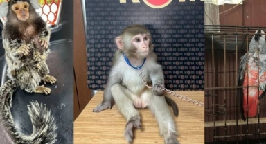 İstanbul’dan dünyaya açılan hayvan ticareti: 565 hayvan kurtarıldı