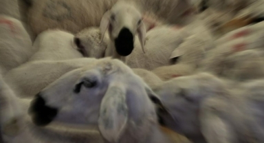 Kurban kesim bedelleri açıklandı