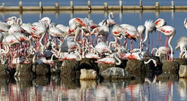 Kuş Cennet'inde çevre felaketi kapıda! Herkes biliyor ama susuyor