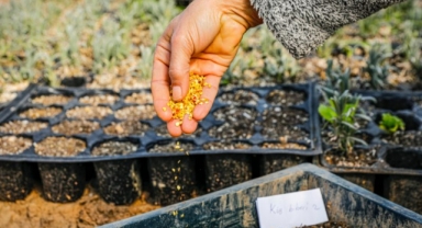 Tasarruf tedbirleri 14 Yıllık Tohum Takas Şenliğini vurdu!