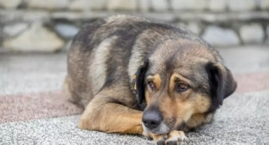 Uyutma işleminde geri adım atılmayacak