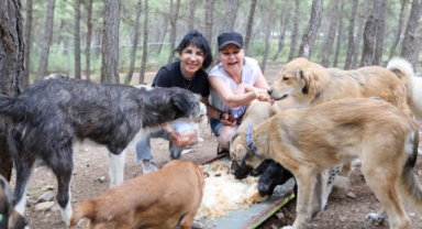 Buca'da kalan yemekler can dostlara