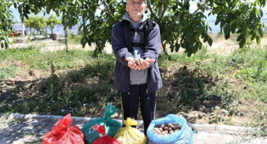 Çiftçinin cevizi çürümekten kurtuldu