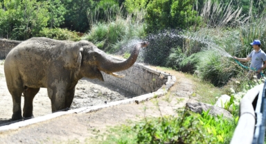 Doğal Yaşam Parkı sakinlerini serinleten menü