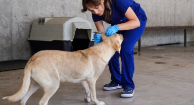 İzmir'de hayvansever harekat: İlk 6 ayda 500 hayvan sahiplendirildi