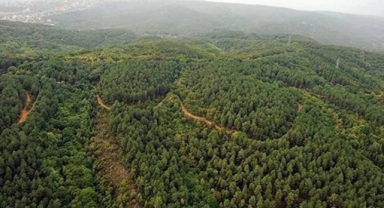 İzmir Valiliği açıkladı: O ormanlara girmek yasaklandı