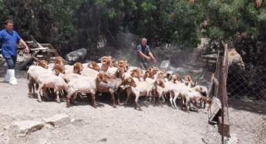 Kaçeli koyunları için proje... İzmirli üreticiye bir destek daha!