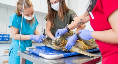 Körfez’deki yaralı Caretta caretta kurtarıldı