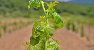 Kozak üzümleri küllerinden doğuyor