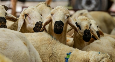 Kurban fiyatları yüzde 69 ila 88 oranında arttı