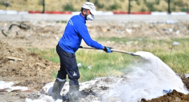 Sinek ve haşerelere mücadele: Büyükşehir'den aralıksız ilaçlama