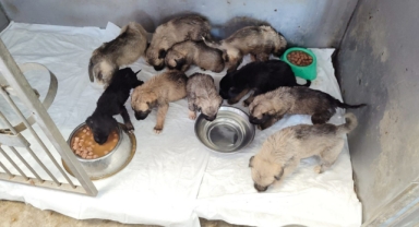 Yangından kurtarılan can dostların bakımı sürüyor