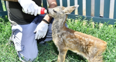 Yavru karacaya anne şefkati