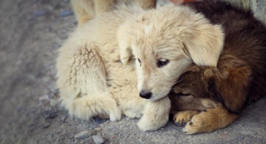 AKP'nin sunduğu sokak hayvanları teklifinin tüm detayları