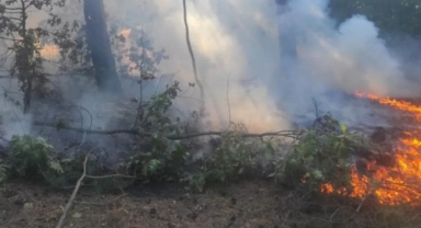 Balıkesir İvrindi'de orman yangını