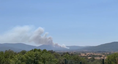 Bodrum'da orman yangını
