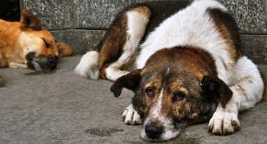 CHP'li belediyeler sokak hayvanları için akım başlattı: Katliama ortak olmayacağız