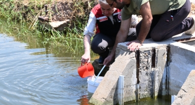 İzmir'de yetiştirilen 6 milyon sazan balığı iç sularımıza bereket katacak
