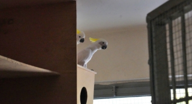 İzmir Doğal Yaşam Parkı’nın en yeni üyesi Kakadu papağanı yavrusu